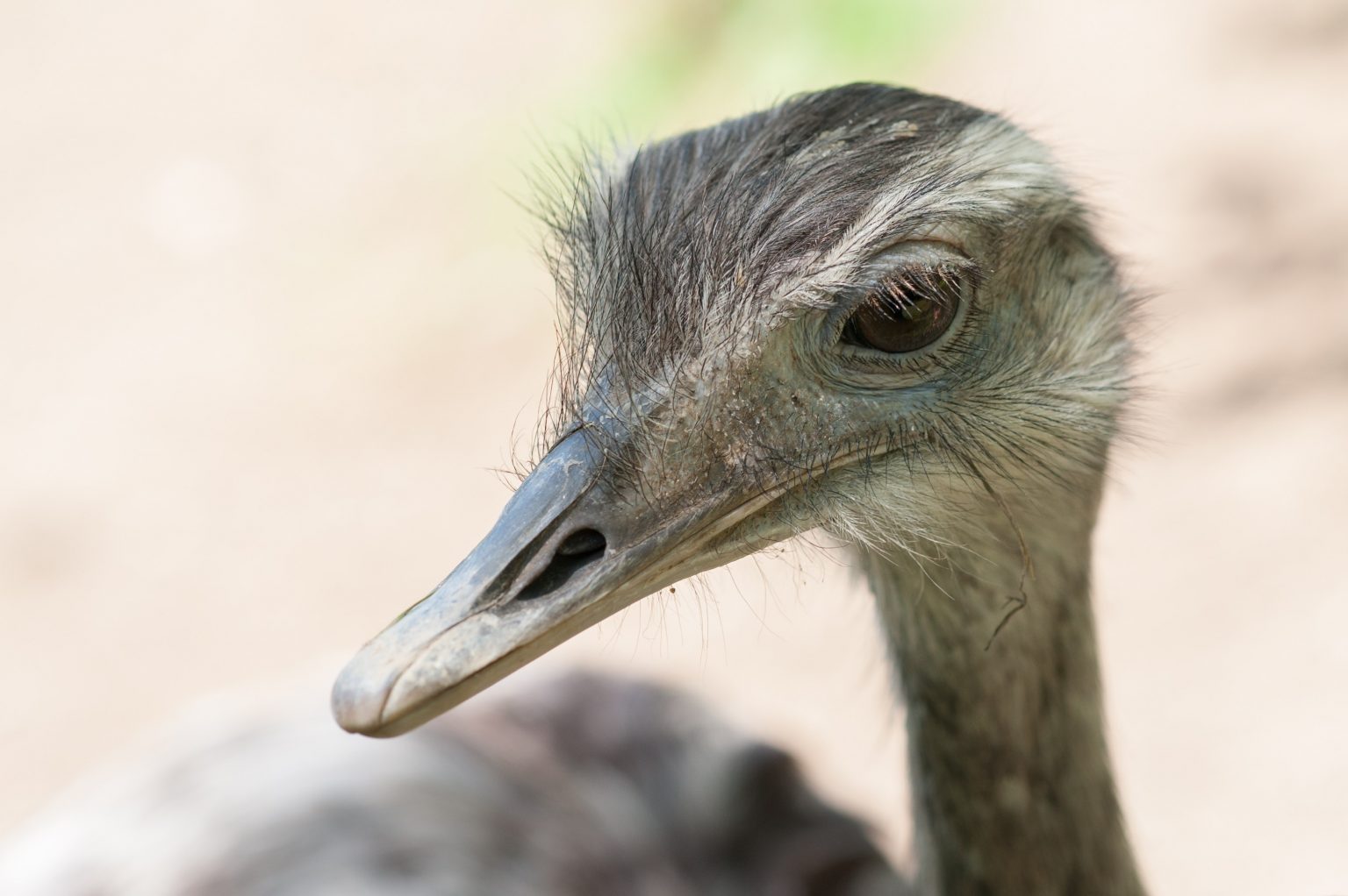 Struisvogelhouderij Fam W De Kreij Struisvogels Kijken In Boerakker